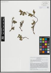 Foto von Salix alpina Scop.